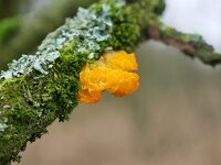Tremella mesenterica 31, Gele trilzwam, Saxifraga-Tom Heijnen