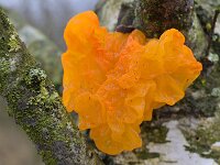 Tremella mesenterica 38, Gele trilzwam, Saxifraga-Tom Heijnen