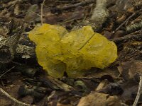 Tremella mesenterica 9, Gele trilzwam, Saxifraga-Willem van Kruijsbergen