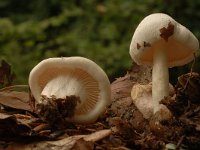 Tricholoma album, White Knight