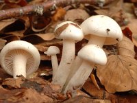 Tricholoma album 2, Witte ridderzwam, Saxifraga-Jan van der Straaten
