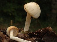 Tricholoma album 3, Witte ridderzwam, Saxifraga-Marijke Verhagen