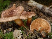 Tricholoma luteovirens