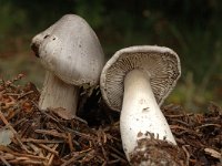 Tricholoma orirubens 1, Blozende ridderzwam, Saxifraga-Marijke Verhagen