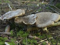 Tricholoma pardinum 2, Saxifraga-Willem van Kruijsbergen