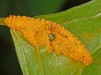 Urediniomycetes sp