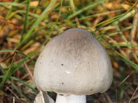 Volvopluteus gloiocephalus 5, Gewone beurszwam, Saxifraga-Foto Fitis-Sytske Dijksen