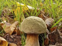 Roodsteelfluweelboleet sl Xerocomus chrysenteron sl  Fungus Lurid bolete (Boletus luridus) : fungus, fungi, mycology, biology, nature, natural, growth, wild, color, outside, outdoor, outdoors, nobody, no people, season, fall, autumn, autumnal, mushroom, mushrooms, cap, caps, toadstool, stem, lurid bolete, bolete, Boletus luridus, Suillellus luridus, edible