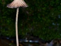 Xerula radicata 3, Beukwortelzwam, Saxifraga-Rik Kruit