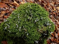 Xylaria hypoxylon 36, Geweizwam, Saxifraga-Ed Stikvoort : omgeving Oberbronn A900