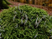 Xylaria hypoxylon 37, Geweizwam, Saxifraga-Ed Stikvoort : omgeving Oberbronn A900