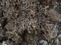 Anaptychia ciliaris 2, Wimpermos, Saxifraga-Willem van Kruijsbergen