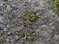 Arctoparmelia separata