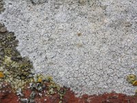 Aspicilia calcarea, Calcareous Rimmed Lichen