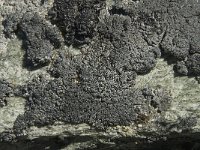 Brodoa intestiniformis 1, Saxifraga-Willem van Kruijsbergen