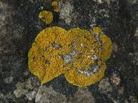 Caloplaca flavescens 8, Gelobde citroenkorst, Saxifraga-Willem van Kruijsbergen