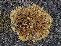 Caloplaca saxicola