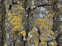 Candelariella reflexa