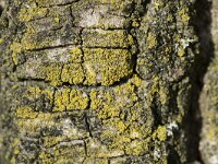 Candelariella reflexa 3, Saxifraga-Willem van Kruijsbergen