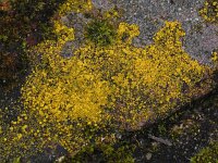 Candelariella vitellina