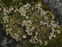 Cladonia chlorophaea 6, Fijn bekermos, Saxifraga-Jan van der Straaten