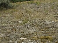 Cladonia ciliata 3, Sierlijk rendiermos, Saxifraga-Willem van Kruijsbergen