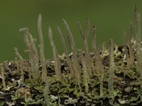 Cladonia coniocraea 1, Smal bekermos, Saxifraga-Willem van Kruijsbergen