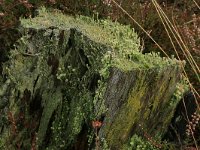 Cladonia fimbriata 11, Kopjes-bekermos, Saxifraga-Hans Boll