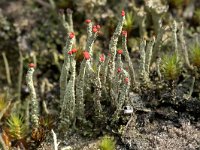 Cladonia floerkeana 14, Rode heidelucifer, Saxifraga-Willem van Kruijsbergen