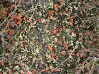 Cladonia floerkeana 3, Rode heidelucifer, Saxifraga-Rutger Barendse
