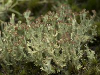 Cladonia grayi 8, Bruin bekermos, Saxifraga-Willem van Kruijsbergen