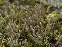 Cladonia phyllophora
