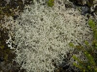 Cladonia portentosa