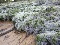 Mix of Reindeer Lichens (Cladina portentosa and C. ciliata) and Bilberry Torsby, Värmland, Sweden  Mix of Reindeer Lichens (Cladina portentosa and C. ciliata) and Bilberry Torsby, Värmland, Sweden : Cladina ciliata, Cladina portentosa, lichen, Reindeer moss, rural landscape, summer, thallus, bilberries, Bilberry, Europe, European, natural, nature, Scandinavia, Scandinavian, Sweden, Swedish