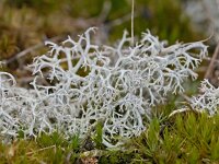 Cladina portentosa #03839 : Cladina portentosa, Open rendiermos