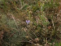 Cladonia portentosa 9, Open rendiermos, Saxifraga-Hans Boll