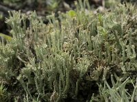 Cladonia ramulosa 10, Rafelig bekermos, Saxifraga-Willem van Kruijsbergen