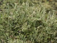 Cladonia ramulosa 14, Rafelig bekermos, Saxifraga-Willem van Kruijsbergen