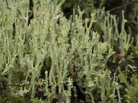 Cladonia ramulosa 7, Rafelig bekermos, Saxifraga-Willem van Kruijsbergen
