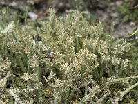 Cladonia ramulosa 9, Rafelig bekermos, Saxifraga-Willem van Kruijsbergen