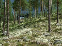 Cladonia 7, in Pinus sylvestris forest, Saxifraga-Willem van Kruijsbergen
