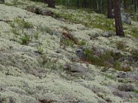 Cladonia 9, in Pinus sylvestris forest, Saxifraga-Willem van Kruijsbergen