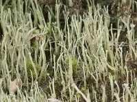 Cladonia subulata 2, Kronkelheidestaartje, Saxifraga-Willem van Kruijsbergen