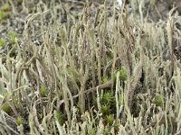 Cladonia subulata 7, Kronkelheidestaartje, Saxifraga-Willem van Kruijsbergen
