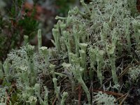Cladonia sulphurina 3, Geel bekermos, Saxifraga-Willem van Kruijsbergen