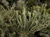 Cladonia sulphurina 6, Geel bekermos, Saxifraga-Willem van Kruijsbergen