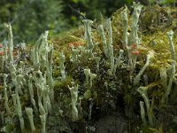 Cladonia sulphurina 7, Geel bekermos, Saxifraga-Willem van Kruijsbergen
