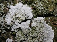 Diploicia canescens 4, Kauwgommos, Saxifraga-Rutger Barendse