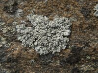 Diploicia canescens 5, Kauwgommos, Saxifraga-Jan van der Straaten