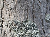 Hypogymnia vittata 3, Saxifraga-Roel Meijer  Lichen Hypogymnia vittata on bark of Pine tree : bark, flora, floral, gray, Hypogymnia vittata, lichen, natural, nature